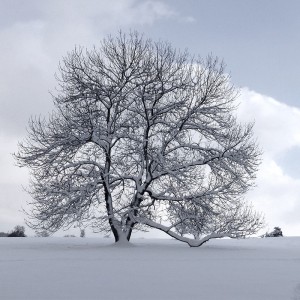 冰雪后樹(shù)木如何救護(hù)以及復(fù)壯的辦法